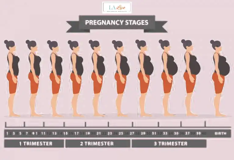 First Trimester (Weeks 1–12): Early Changes You Might Not Notice Willesden